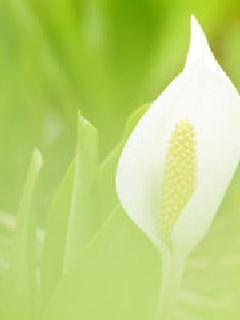 芙蓉锦免费下拉式在线-最新章节免费在线阅读无弹窗